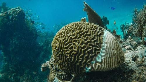 চীন সম্পর্কে সর্বশেষ সংবাদ সমুদ্রের জীবাশ্ম থেকে গ্যাসঃ উপকূলীয় বায়ুর গুণমানের উপর প্রভাব এবং বায়ু বিশোধকগুলির ভূমিকা